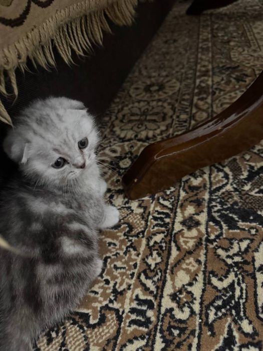 Скоттиш Фолд Чистокровные