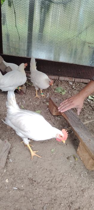 Cocosi din rasa Leghorn