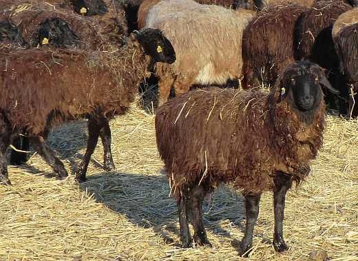 Продам молодых баранов