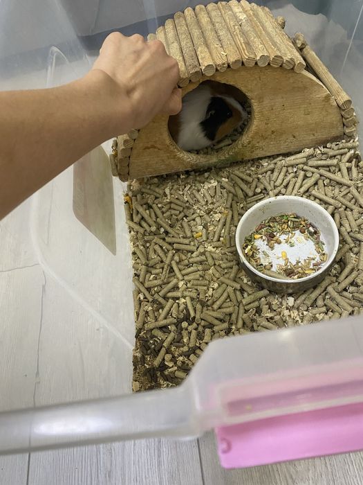 Морская свинка 7 месяцев девочка