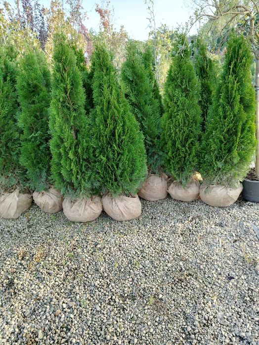 Tuia smaragd direct dela producător