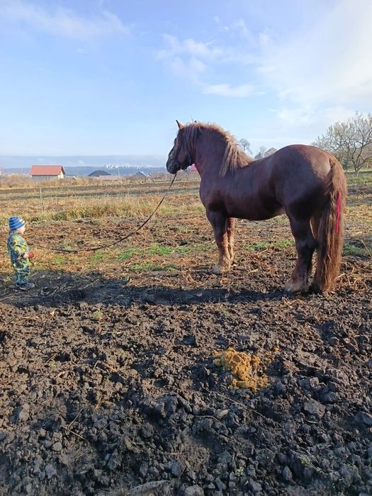 Vând armăsar din rasa sange rece unguresc