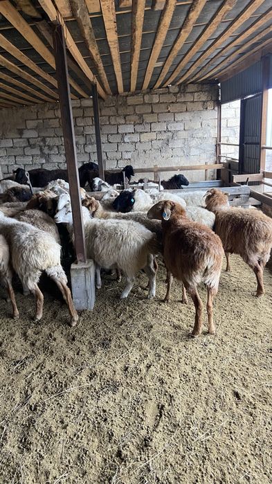 Қой сатылады семіз