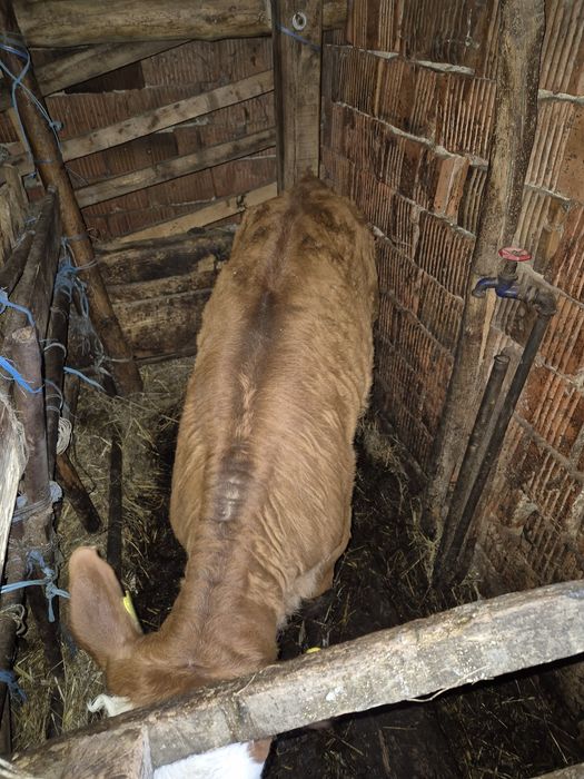 Vitea si vitel  Baltatii