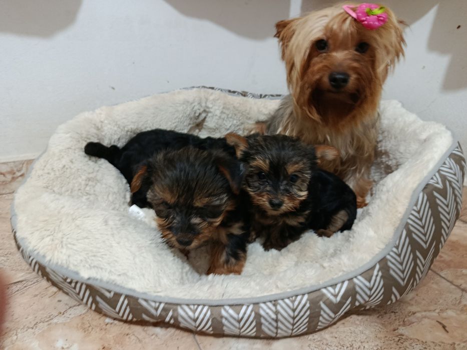 Йоркширски териер