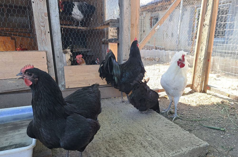 Vând oua de incubat