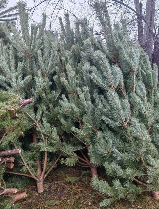 Продаю Новогодние ёлки