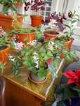 Oxalis - poza 1-5 , mai mare , Oxalis  poza 6-8