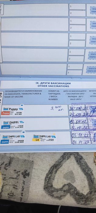 Куцхаар женски на 3г.