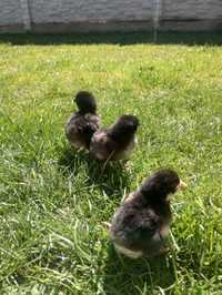 Piu găing australorp