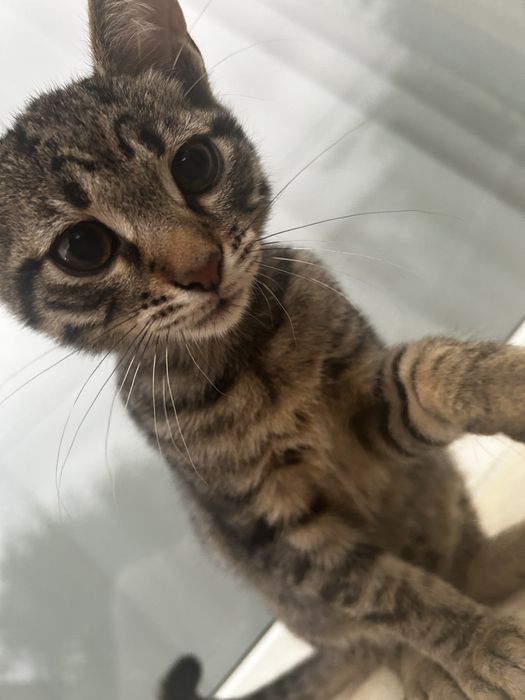 Adoptie pisoi 4 luni