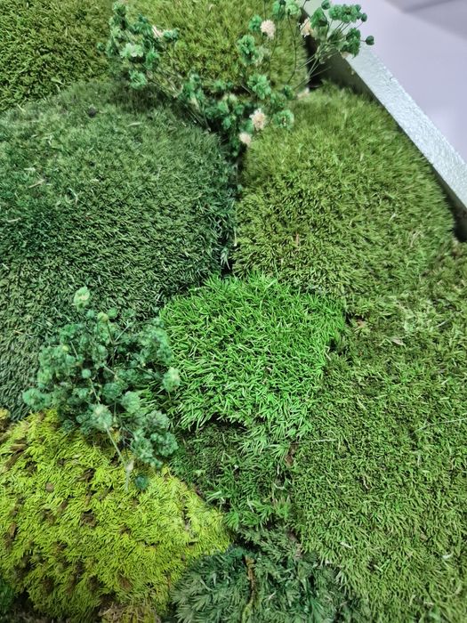 Tablouri hexagonale  muschi si licheni