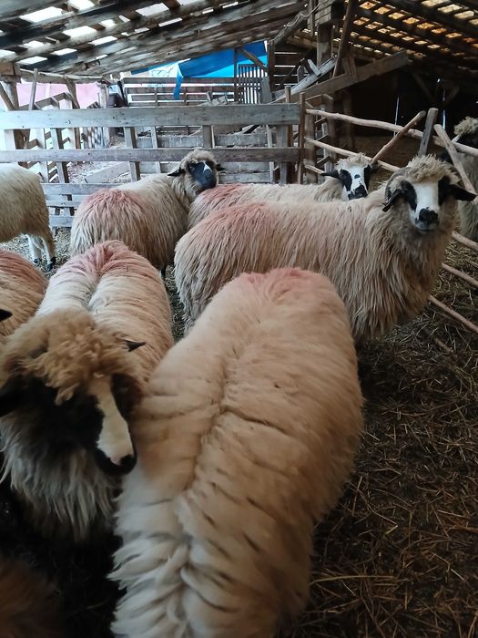 Vand 9 oi breze tinere