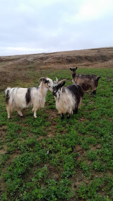 Disponibile 3 capre scimb pe oi