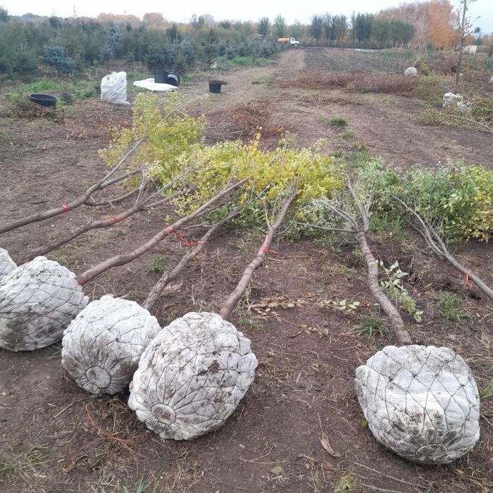 Посадка крупномерных деревьев, Актау