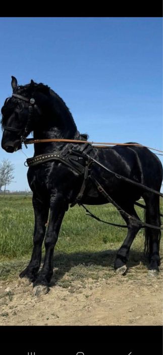 Vand armasar noniusz