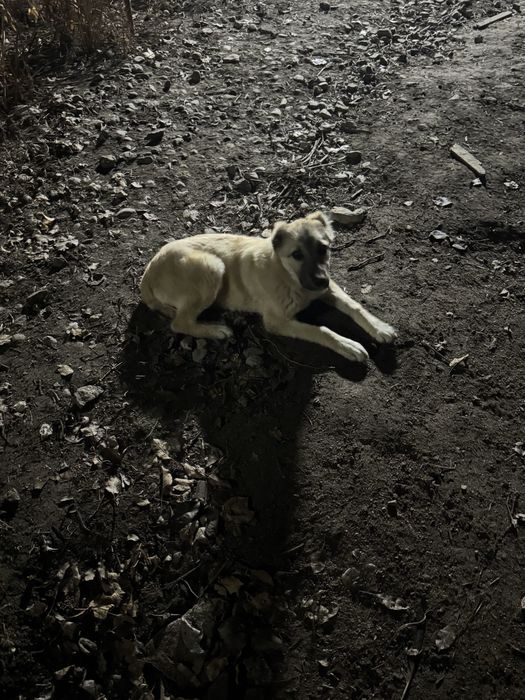 Щелок алабайка в добрые руки