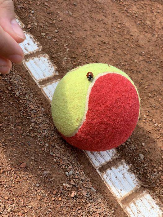 Antrenor tenis de camp