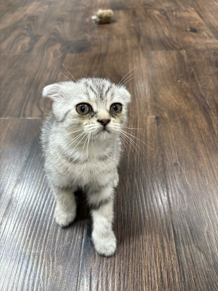 Продам  котенка шиншила фолд
