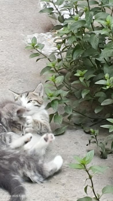 Бесплатно, текин, отдам котят в Ташкенте