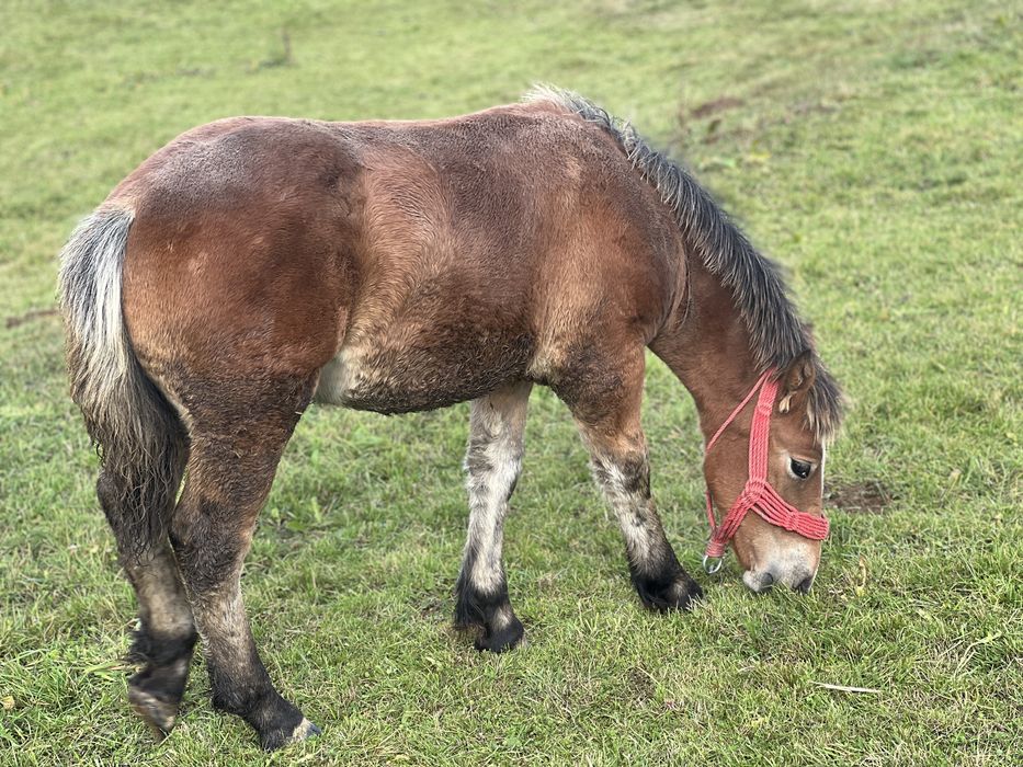 Iapă cu manz de vanzare