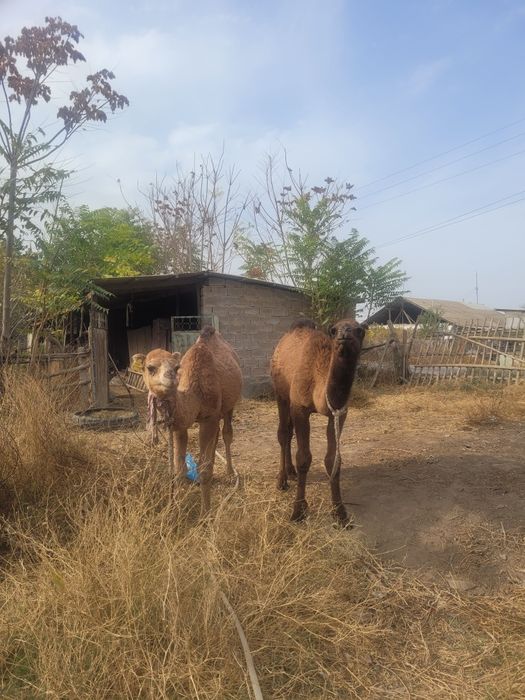 Бота 500000 екеуи бирге