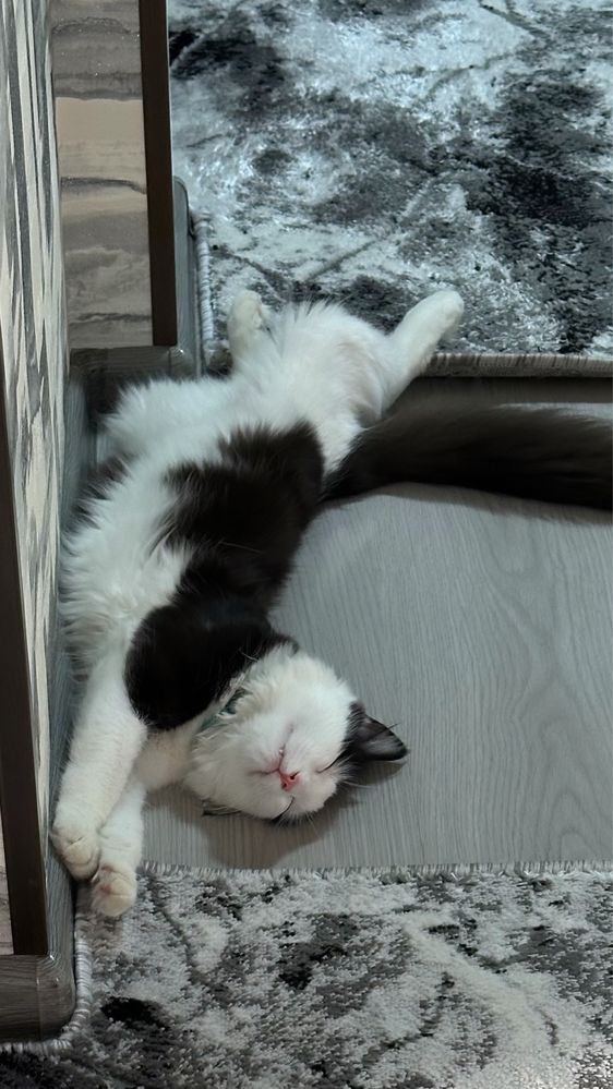 Кошка на вязку турецкая ангора