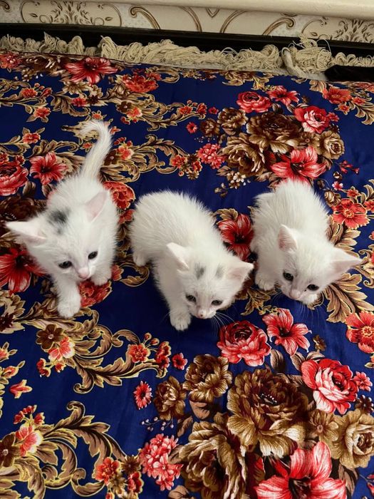 pshq beremis, отдаём котят в хорошие руки