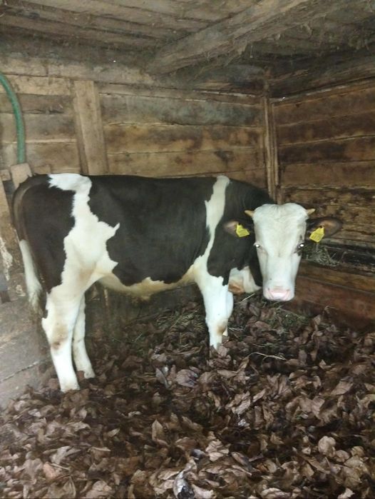 Vând un tăuraș și două vițele