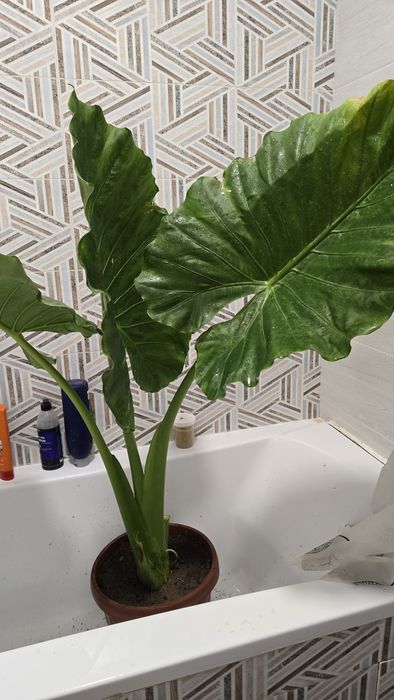 Алоказия одора (alocasia odora]