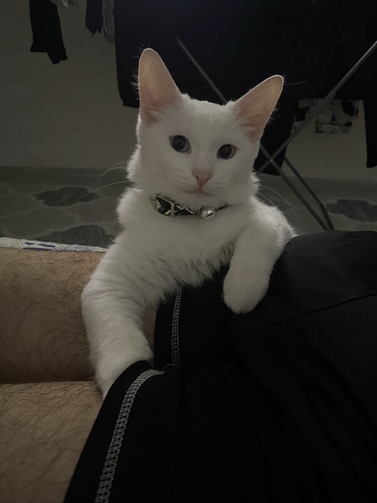 продается кошкаа