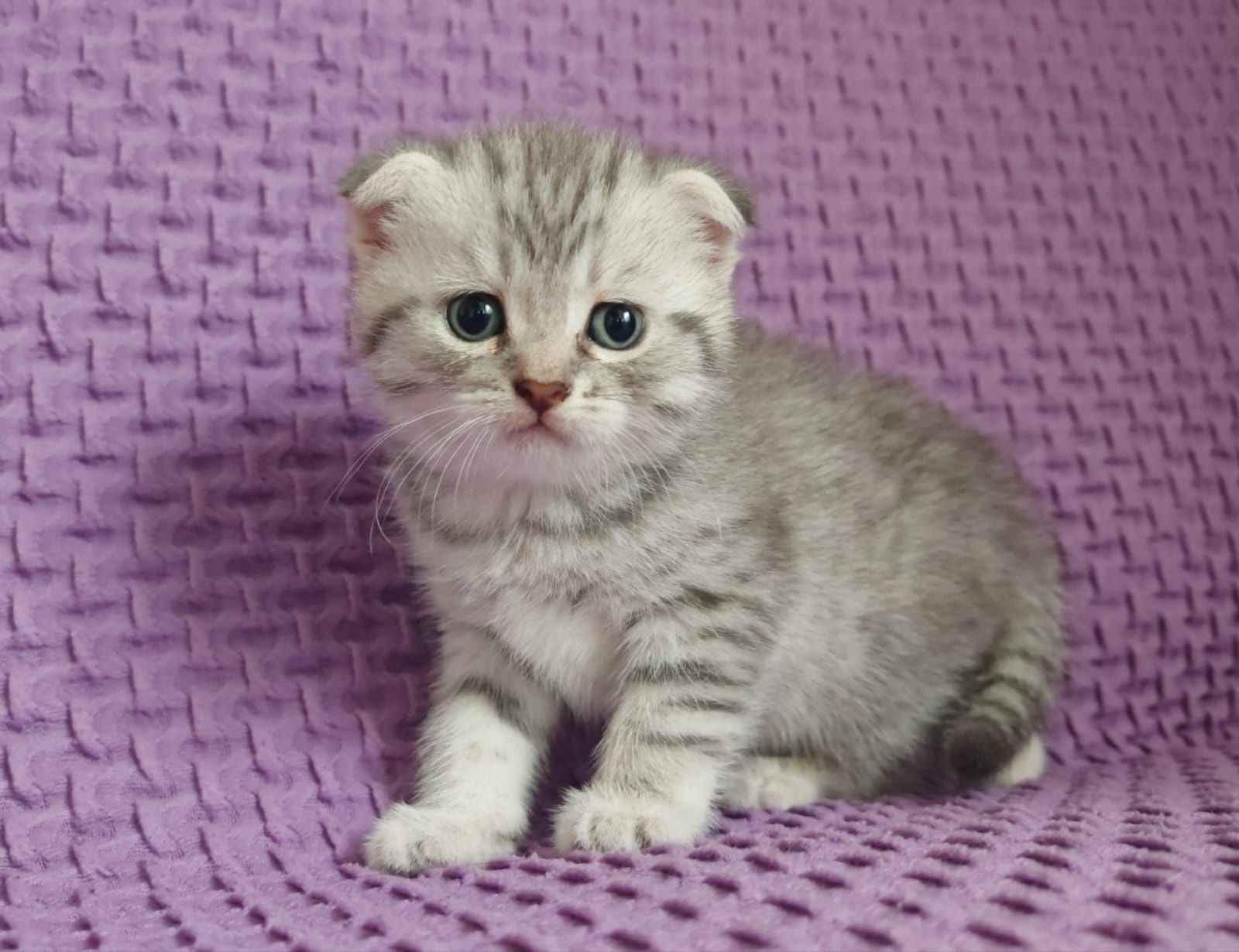 продам милого котенка