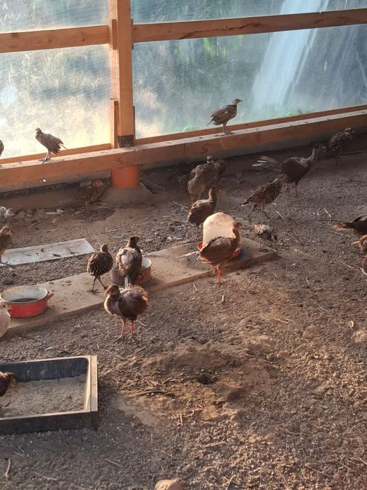 Vand pauni si fazani