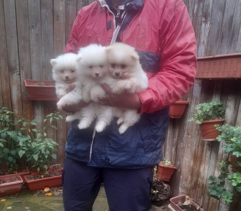 Померанче мъжко и женско и женско