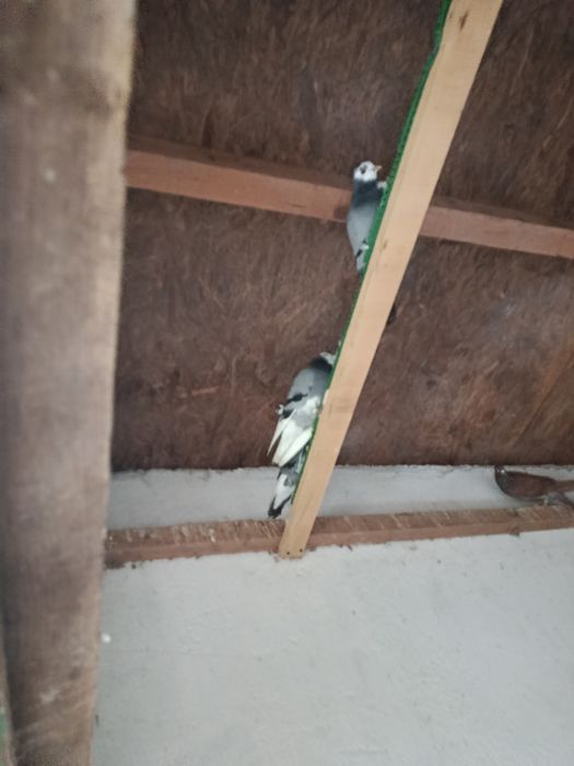 Porumbei jucători de birmigham