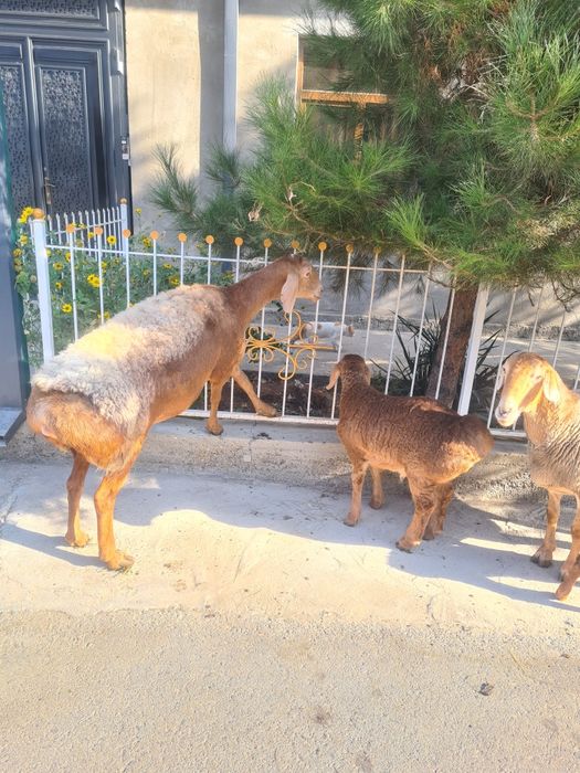 Arashan ona bola sotiladi  soglom