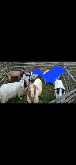 Vand 4 capre și 1 tap