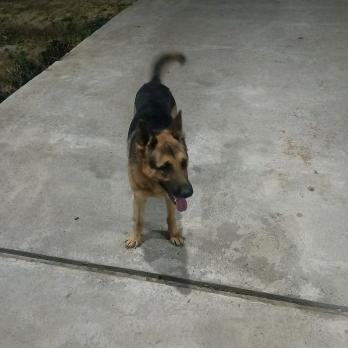 Ассалому алейкум, жуда акилли ит