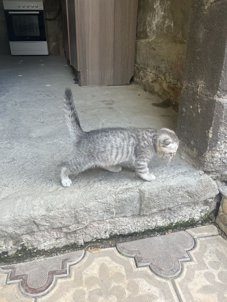 Вислоуха котенки