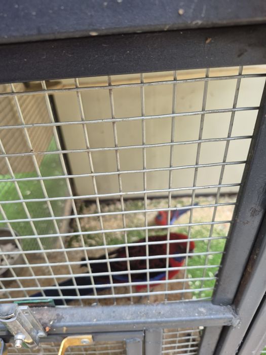 Тути кушлар ва кафас сотилади келишилган холда мурожат учун тел 90 174