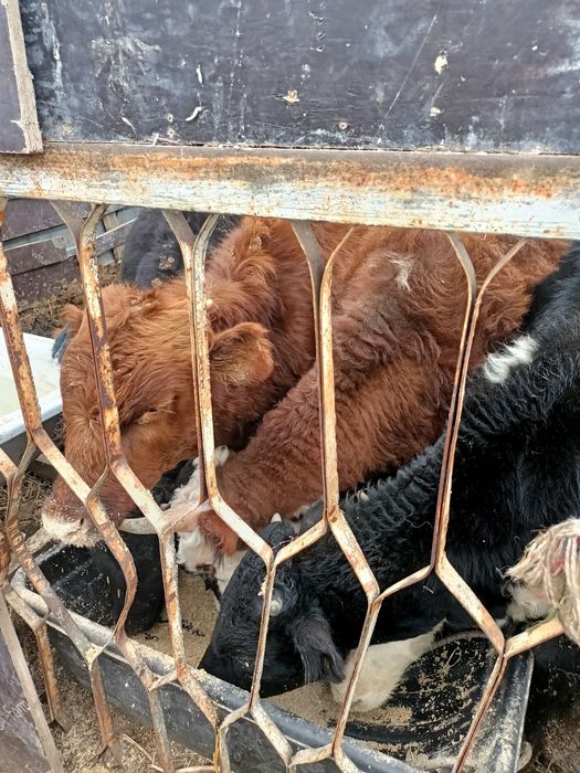 Продам телят разных возрастов