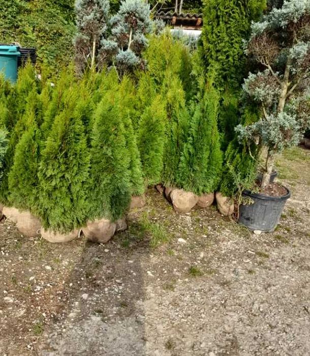 Plante ornamentale de efect pentru grădini impresionante