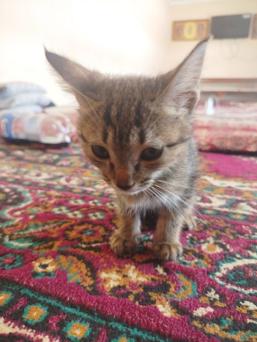 Mushuklar sotiladi 2 dona 1yarim oylik boʻlgan