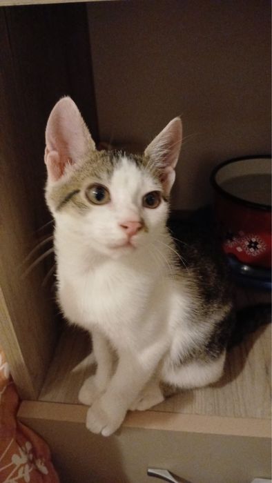 pisici adoptie 1-6luni