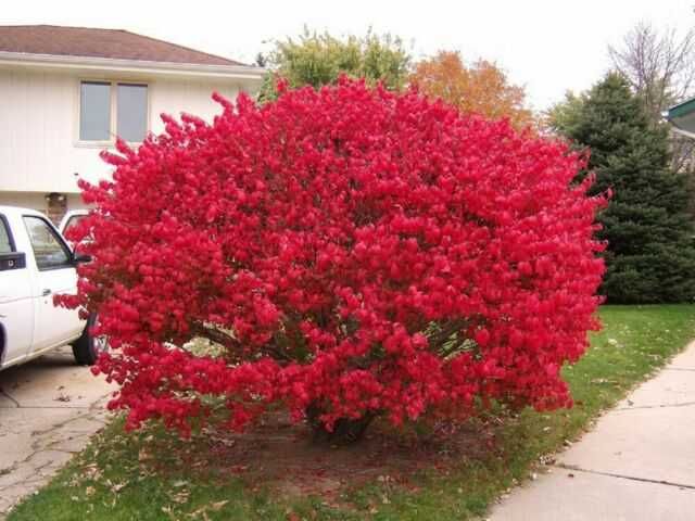 Oгнен храст - Euonymus alatus  Студоустойчив