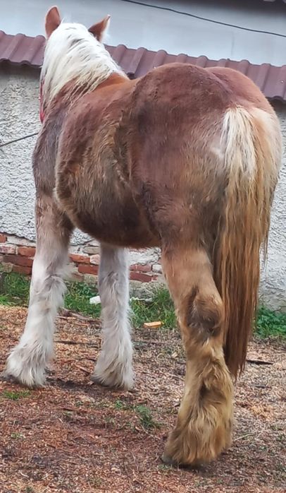 Mânză 1 an 6 luni de vânzare