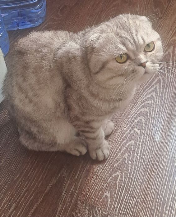 Еркек мысық шотландский виславухий сатылады.