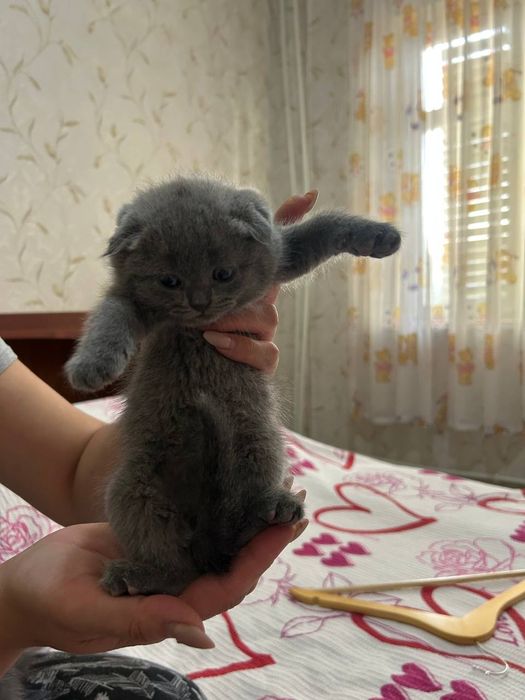 Продается котяки