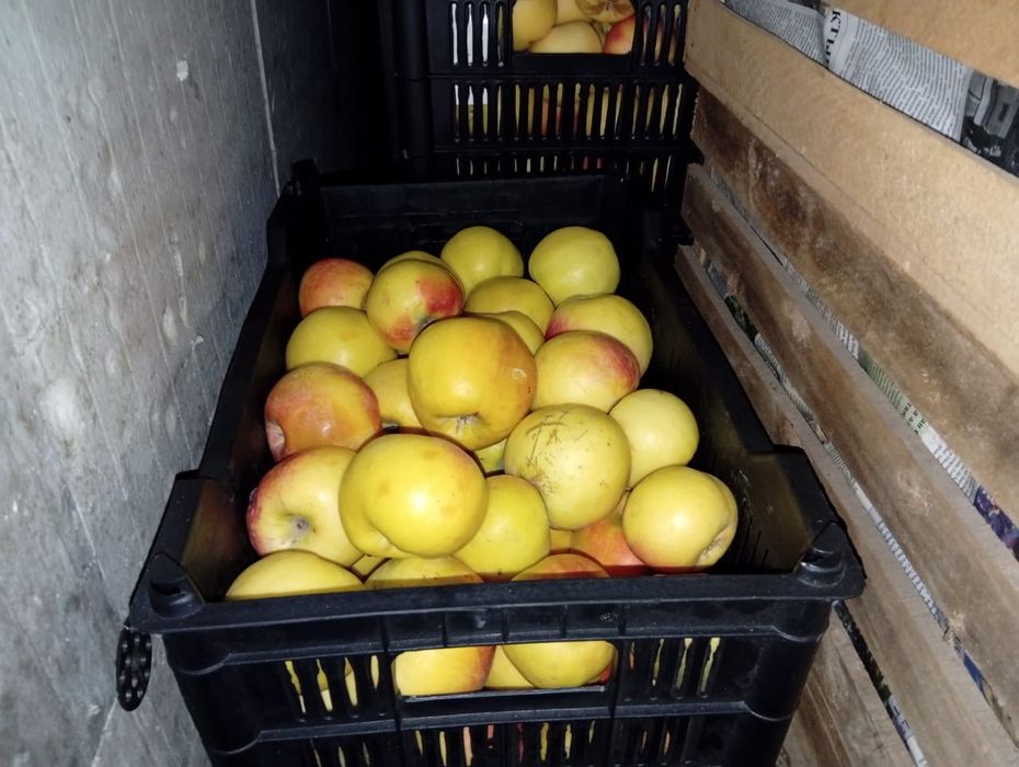 Яблоки высшего сорта!