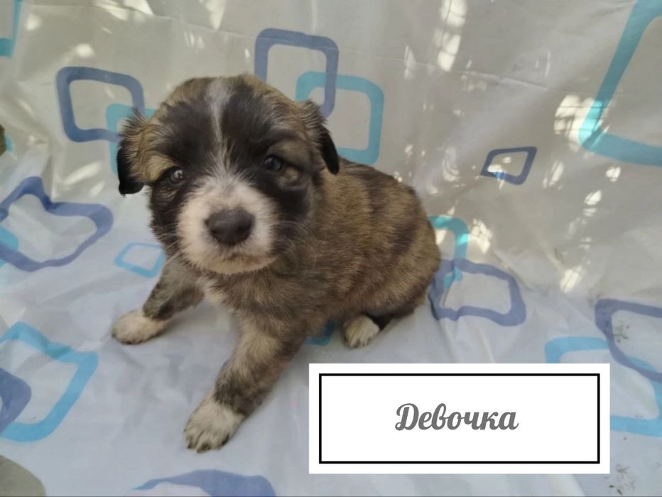 Отдам даром щенят